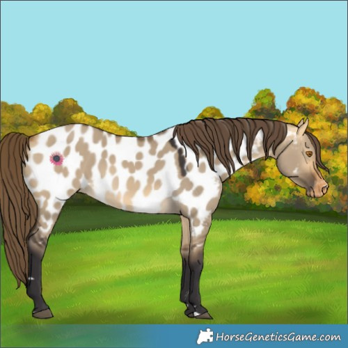 Horse Color:Buckskin Dun Appaloosa 