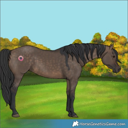 Horse Color:Brown Dun 