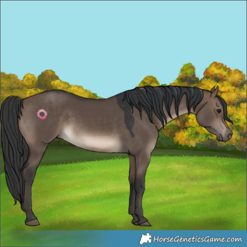 Horse Color:Brown Dun 