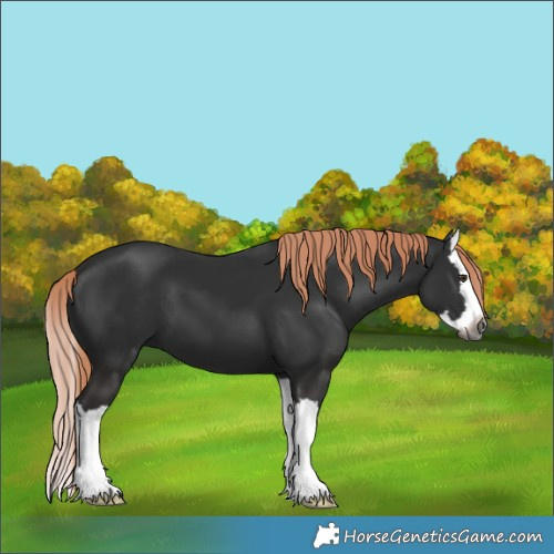 Horse Color:Gray Liver Chestnut Splash 