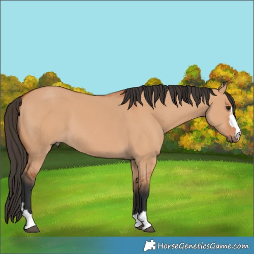 Horse Color:Bay Dun