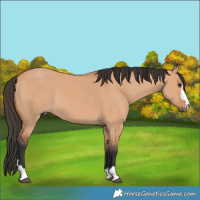 Horse Color:Bay Dun
