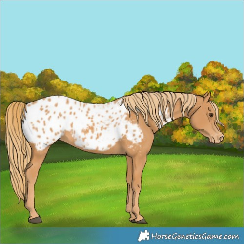 Horse Color:Chestnut Blanket