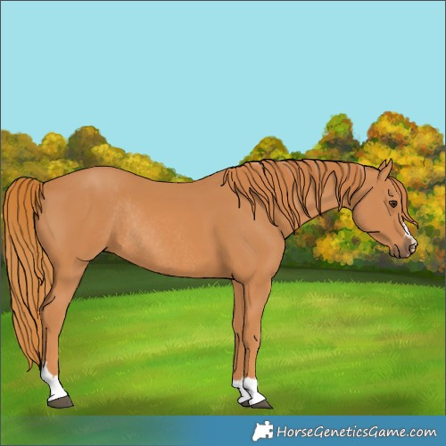 Horse Color:Chestnut Rabicano