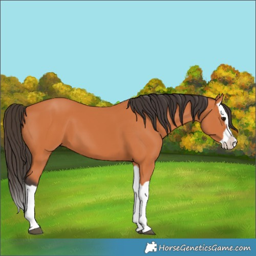 Horse Color:Bay Splash
