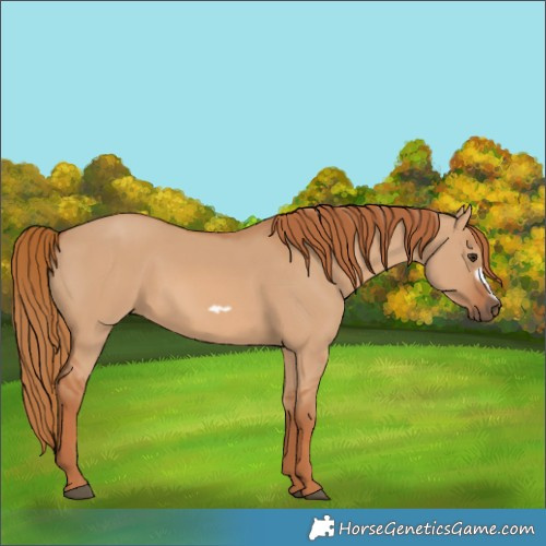 Horse Color:Red Dun Frame 