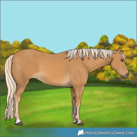Horse Color:Palomino 