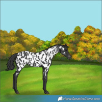 Horse Color:Black Near Leopard 