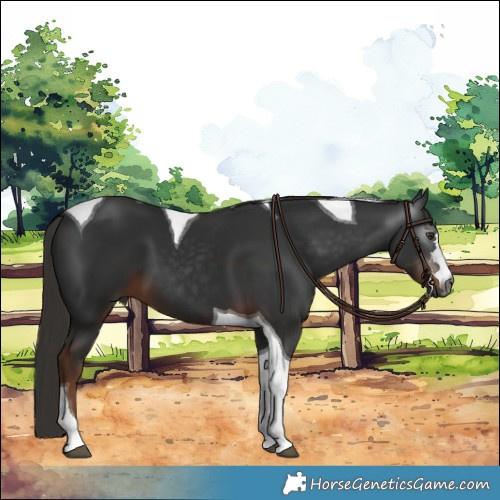 Horse Color:Gray Liver Chestnut Tobiano