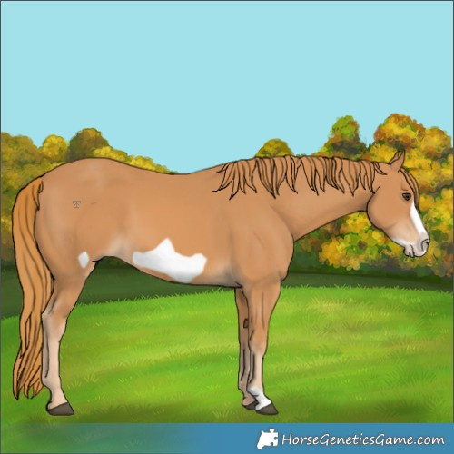 Horse Color:Chestnut Frame 