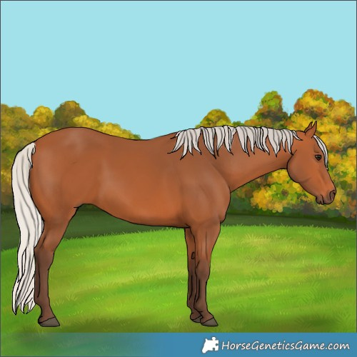 Horse Color:Silver Bay 
