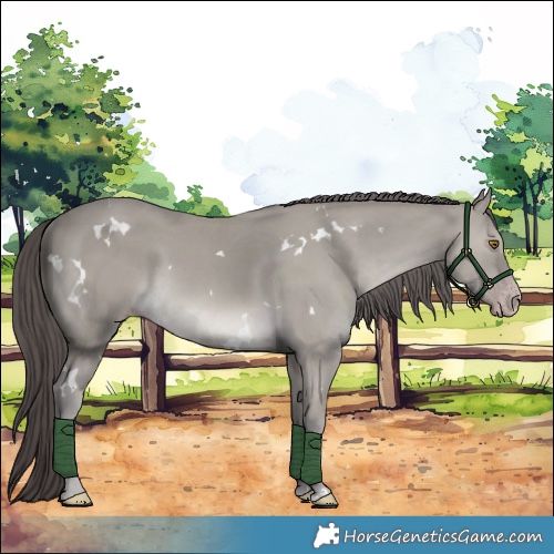 Horse Color:White Spotted Classic Cream Champagne Rabicano