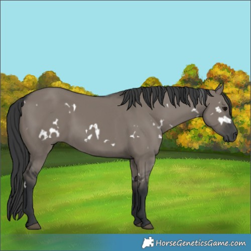 Horse Color:White Spotted Grullo 