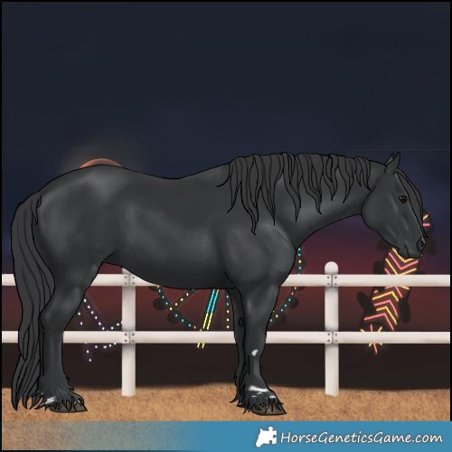 Horse Color:Black 