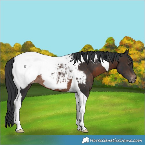 Horse Color:Brown Tobiano Snowcap Rabicano