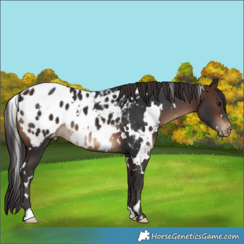 Horse Color:White Spotted Brown Blanket 