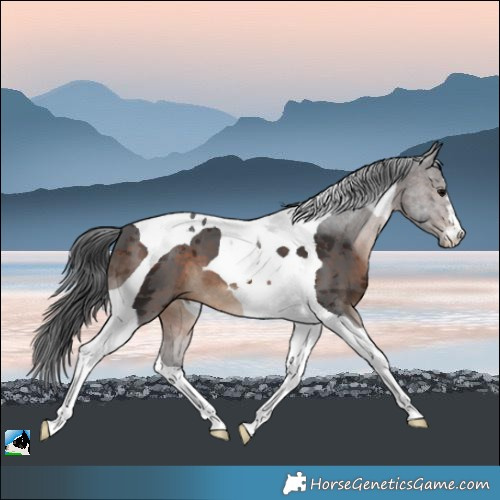Horse Color:Brown Merle Tobiano 