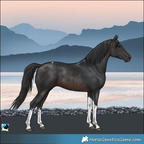 Horse Color:White Spotted Brown Tobiano 