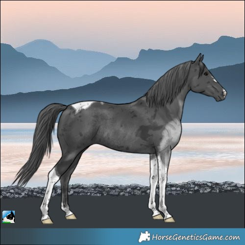 Horse Color:Black Merle Tobiano Rabicano 