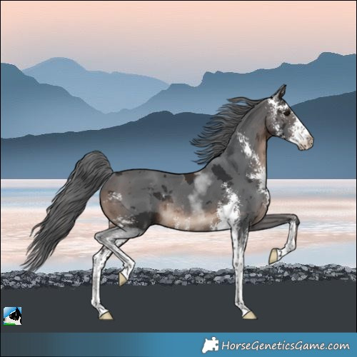 Horse Color:Brown Merle Sabino Rabicano 