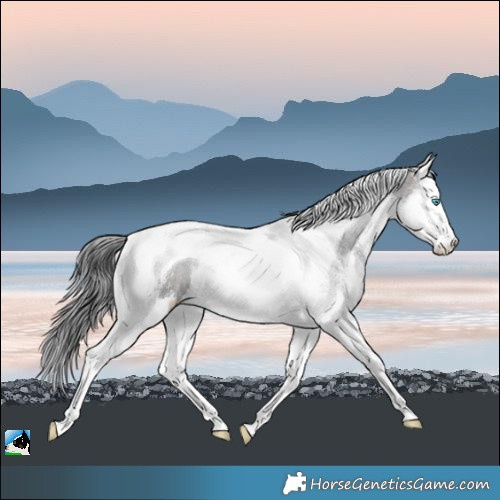 Horse Color:White Spotted Brown Merle Splash Tobiano 