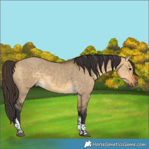 Horse Color:Buckskin Dun Tobiano