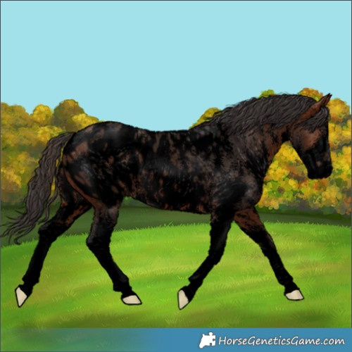 Horse Color:Void Bay Sabino Appaloosa 