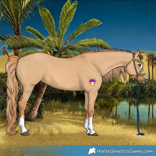 Horse Color:Red Dun