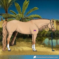 Horse Color:Red Dun 