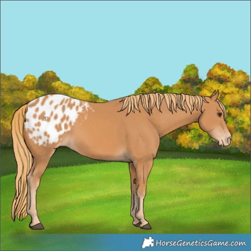 Horse Color:Chestnut Appaloosa 