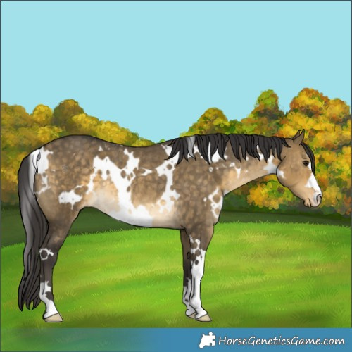 Horse Color:White Spotted Buckskin Dun Varnish Rabicano 