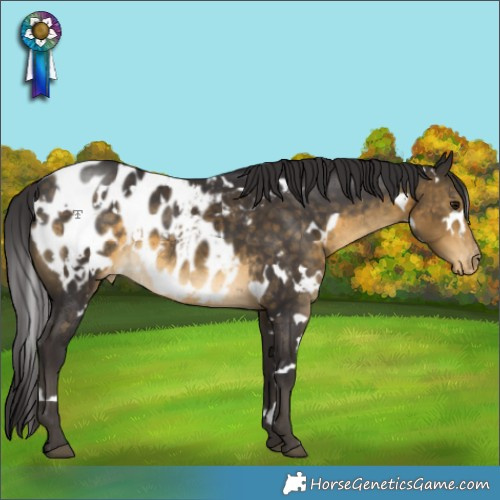Horse Color:White Spotted Buckskin Blanket Rabicano 
