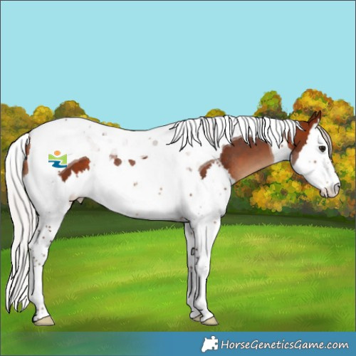 Horse Color:Silver Bay Splash Tobiano Rabicano