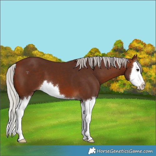 Horse Color:Silver Bay Splash