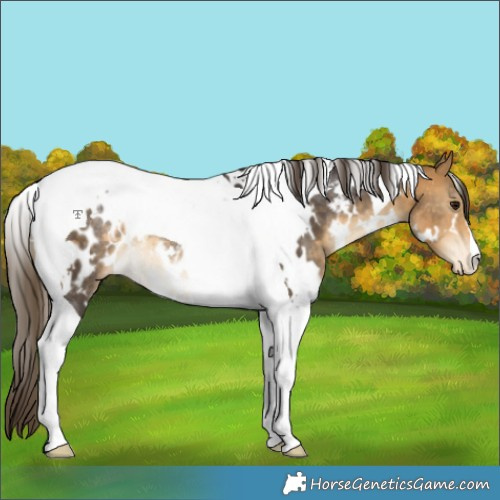 Horse Color:White Spotted Buckskin Tobiano Blanket Rabicano
