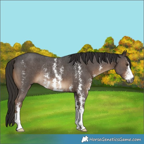 Horse Color:Gray Liver Chestnut Sabino Rabicano 