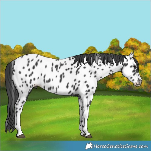 Horse Color:Black Tobiano Appaloosa