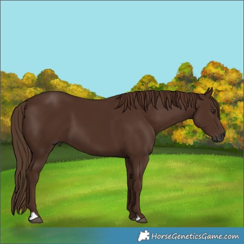 Horse Color:Gray Chestnut 