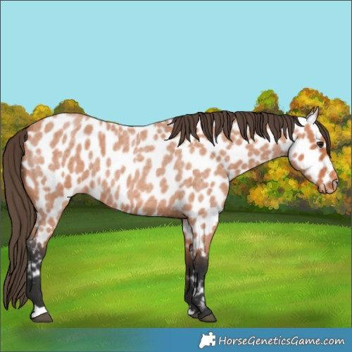 Horse Color:Bay Roan Appaloosa 