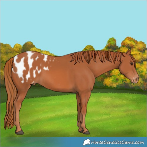 Horse Color:Chestnut Appaloosa 
