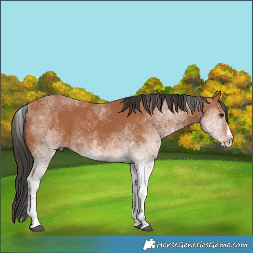 Horse Color:White Spotted Bay Splash 