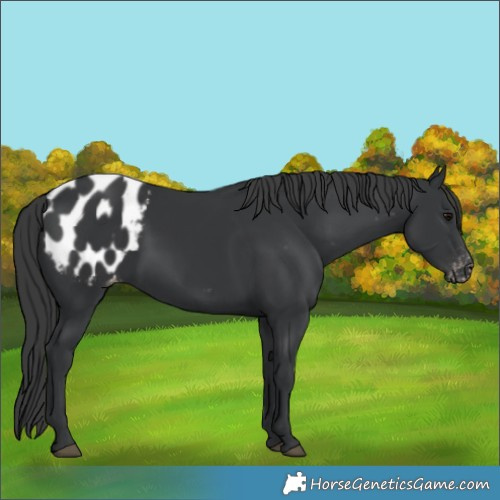 Horse Color:Black Appaloosa 