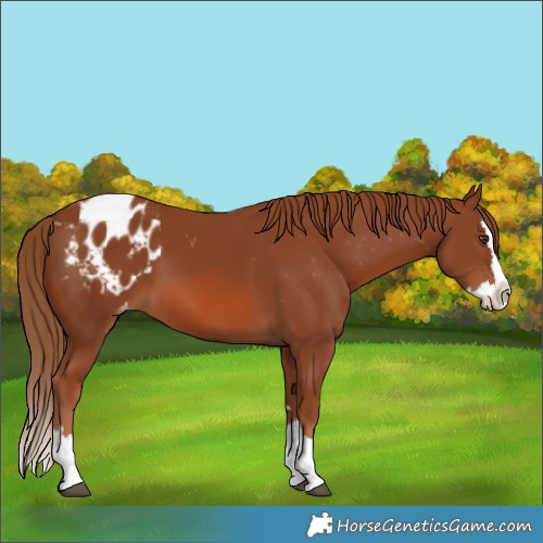 Horse Color:Chestnut Splash Appaloosa 