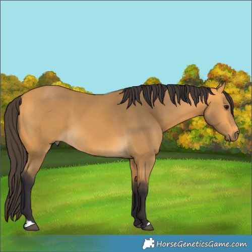 Horse Color:Buckskin 