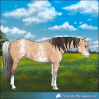 Horse Color:White Spotted Bay Dun Rabicano  and White Spotted Bay Dun Rabicano 