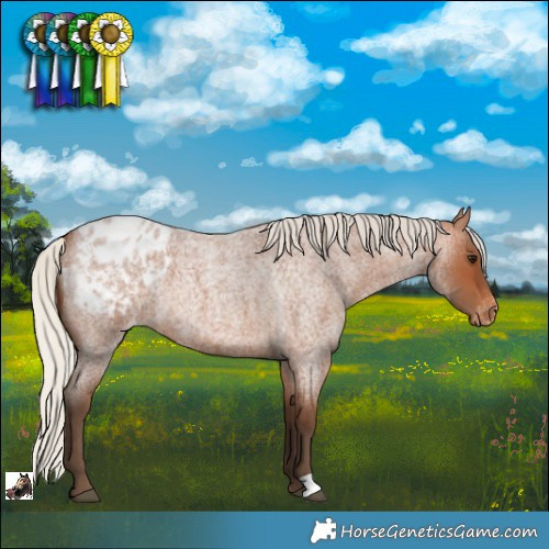 Horse Color:Silver Bay Roan Appaloosa