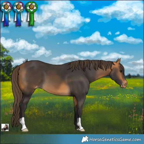Horse Color:Buckskin Appaloosa