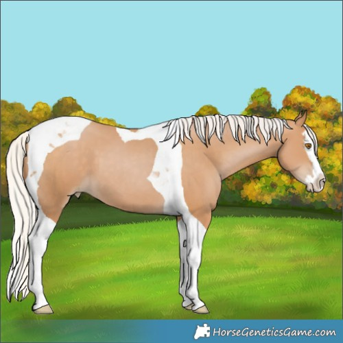 Horse Color:Silver Black Pearl Splash Tobiano