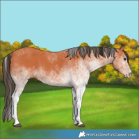 Horse Color:White Spotted Bay 