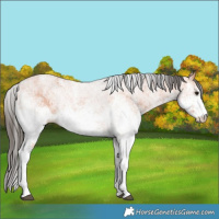 Horse Color:White Spotted Bay 